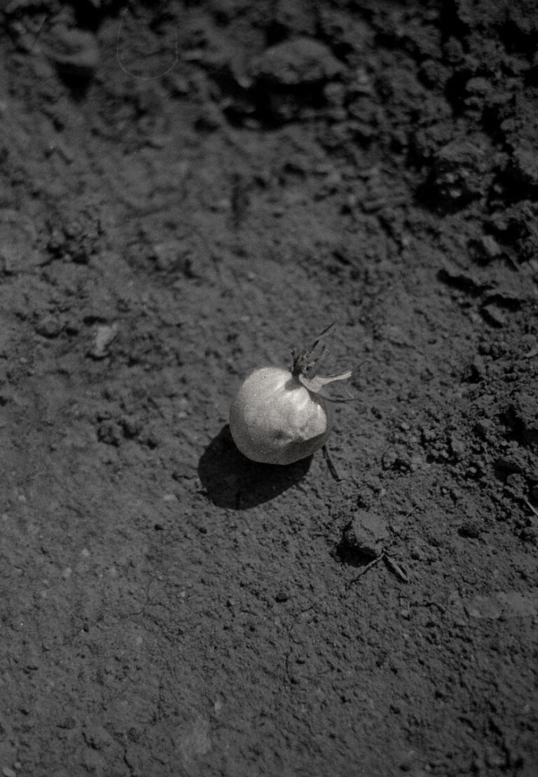 Fotografia su pellicola Sent Grafite 35mm in bianco e nero, resa tonale e grana